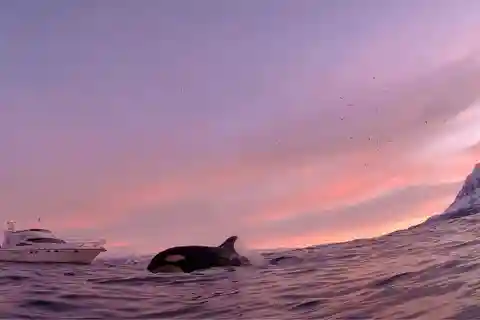 Arctic Whale Watching: Tromsø to Skjervøy in Comfort
