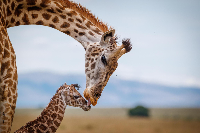 Day Trip: Amboseli National Park Safari with Driver Guide Private Daytrip