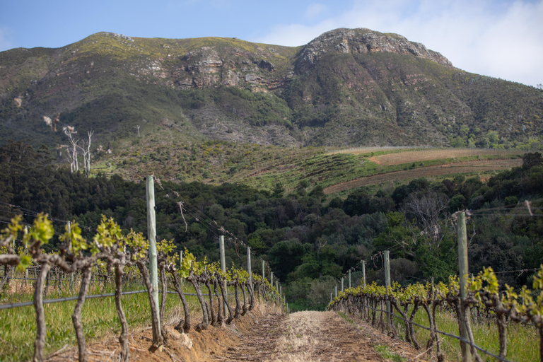 Constantia: Wine Walk with Lunch and Enchanting Stories