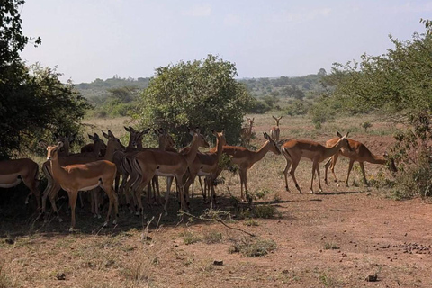 Nairobi National Park: Early Morning or afternoon adventure Early morning game drive in a Landcruiser JEEP