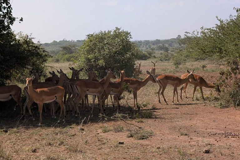 Nairobi National Park: Early Morning or afternoon adventure Early morning game drive in a Landcruiser JEEP