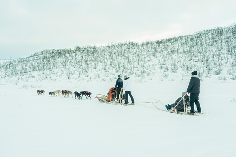 Tromsø: Dog Sledding Tour