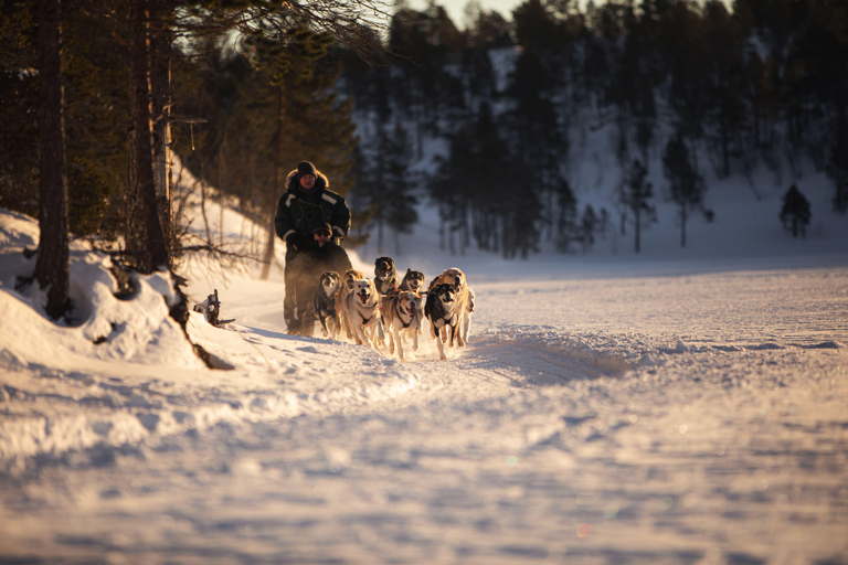 Arctic Highlights: Dogsledding & Reindeer Feeding Combo