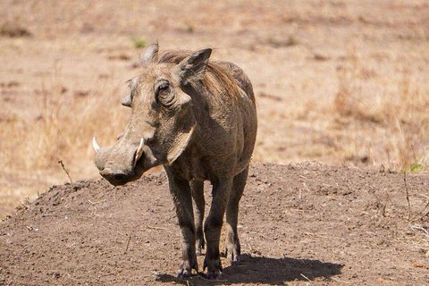 From Zanzibar: Mikumi Safari Day Trip with Flights and Lunch Mikumi Shared Safari without hotel transfer