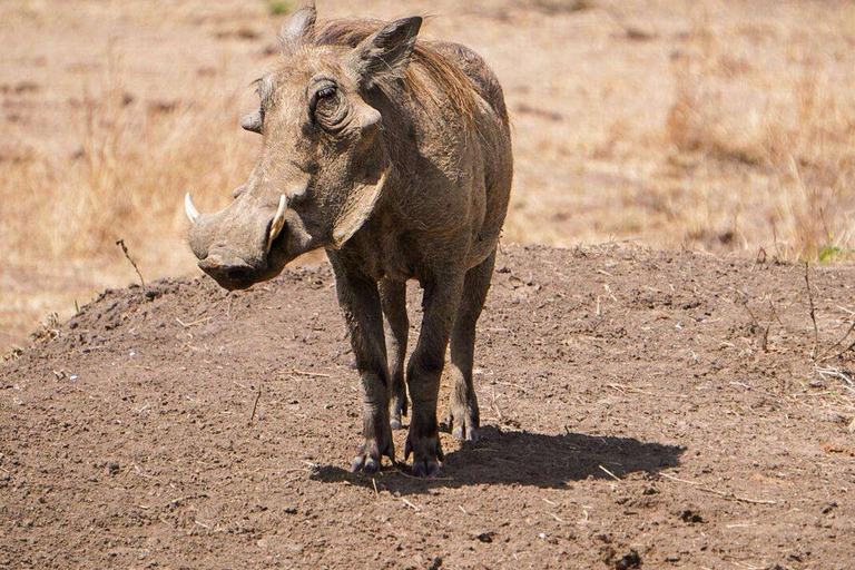From Zanzibar: Mikumi Safari Day Trip with Flights and Lunch Mikumi Shared Safari without hotel transfer