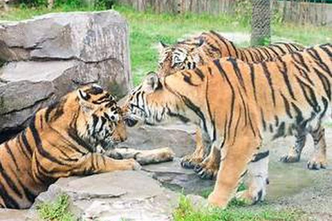 Shanghai Wildlife Park 1-Day Ticket + Free Safari Shuttle