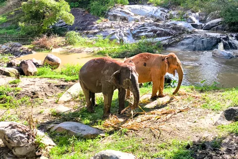 Chiang Mai: Ethical Half Day Elephant Sanctuary & Waterfall