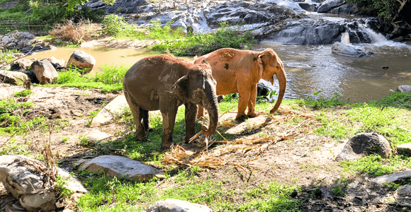 Chiang Mai: Ethical Half Day Elephant Sanctuary & Waterfall