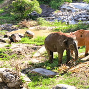 Chiang Mai: Ethical Half-Day Elephant Sanctuary & Waterfall Chiang Mai: Ethical Half-Day Elephant Sanctuary & Waterfall