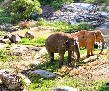 Chiang Mai: Ethical Half Day Elephant Sanctuary & Waterfall
