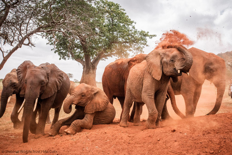 2 Tage nach Tsavo Ost von Mombasa aus