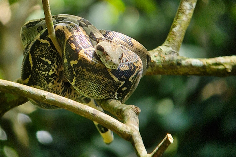 Corcovado-Sirena station day tour from Puerto Jimenez by boat. Corcovado National Park Sirena Station day tour from Puerto Jimenez