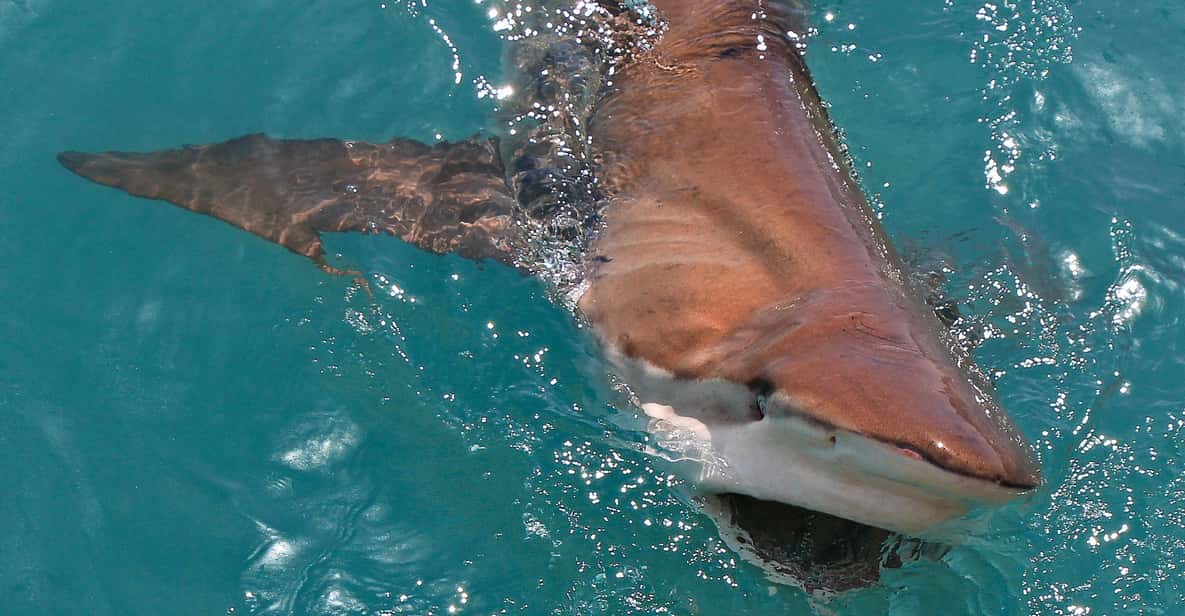 Afbeelding 7 van Gansbaai: Zee Big 5 Rondvaart