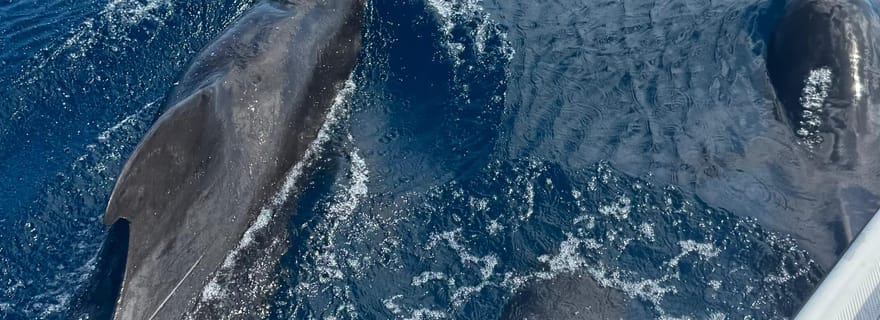 Martinique: Excursion observation de Dauphin et snorkeling avec les tortues