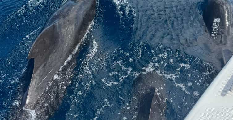 Observation des dauphins et snorkeling avec les tortues
