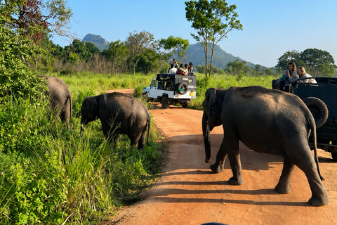 From Bentota: All Inclusive Yala National Park Jeep Safari Mirissa/Weligama/Matara/Tangalle: Yala Leopard Safari