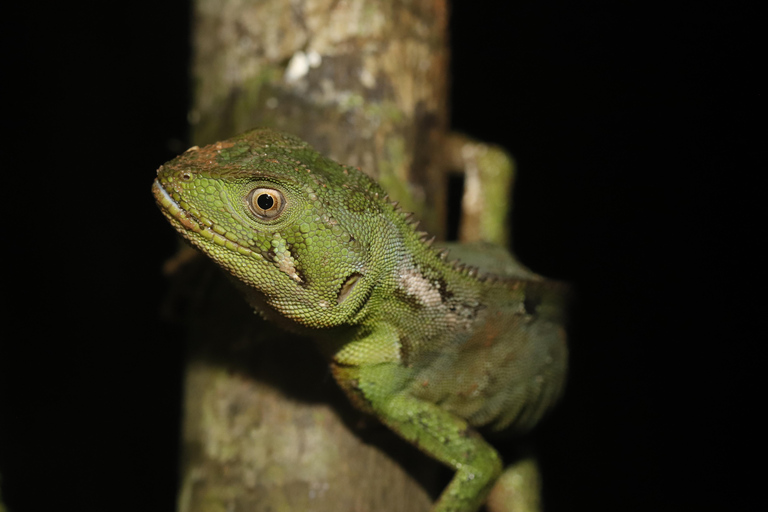 São Paulo: Forest Night Walk Tour with a Biologist