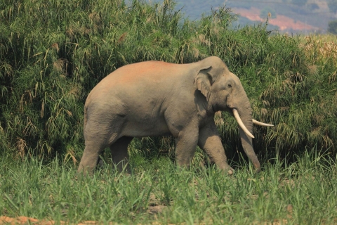 Experiencia de cuidador de elefantes opción excursión de un día a la cascadaMedio día de experiencia como cuidador de elefantes