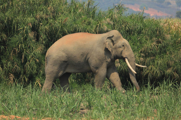 Elephant keeper experience option waterfall day tour Elephant keeper experience half day