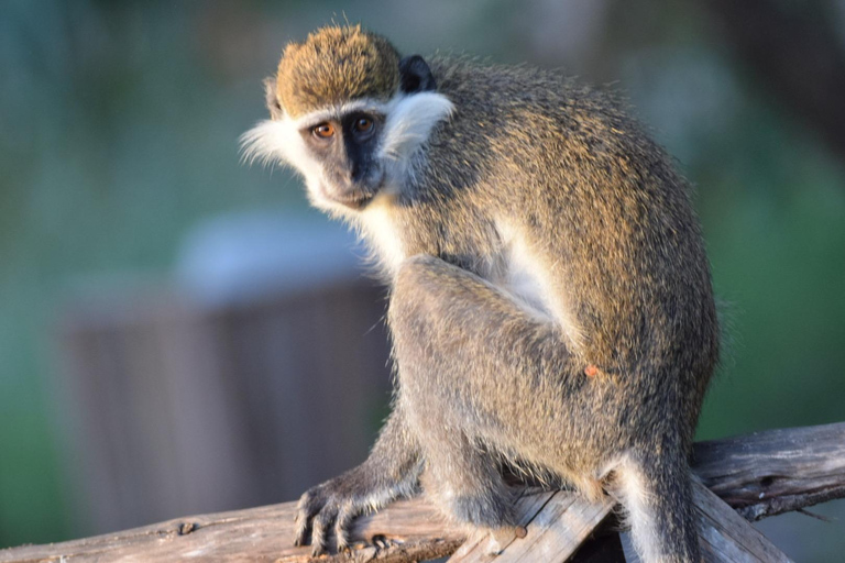 Addis Abeba: 2-tägige Wildtiersafari im Awash-Nationalpark