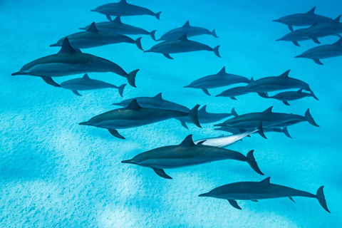 Marsa Alam: Dolphin House Adventure at Shaab Samadai Reef