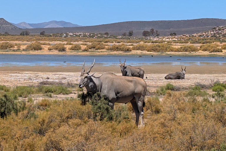 Cape Town Big 5 afternoon safari with lunch and transport
