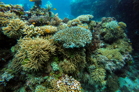 Au départ de Phi Phi : Visite d&#039;une jounée de la baie de Maya et plongée en apnée