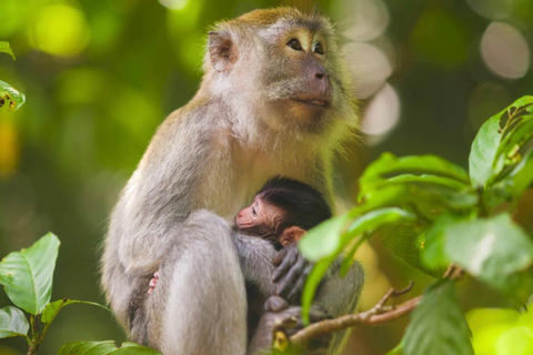 Ubud: foresta delle scimmie, tempio, terrazze di riso, cascata nascostaTour privati