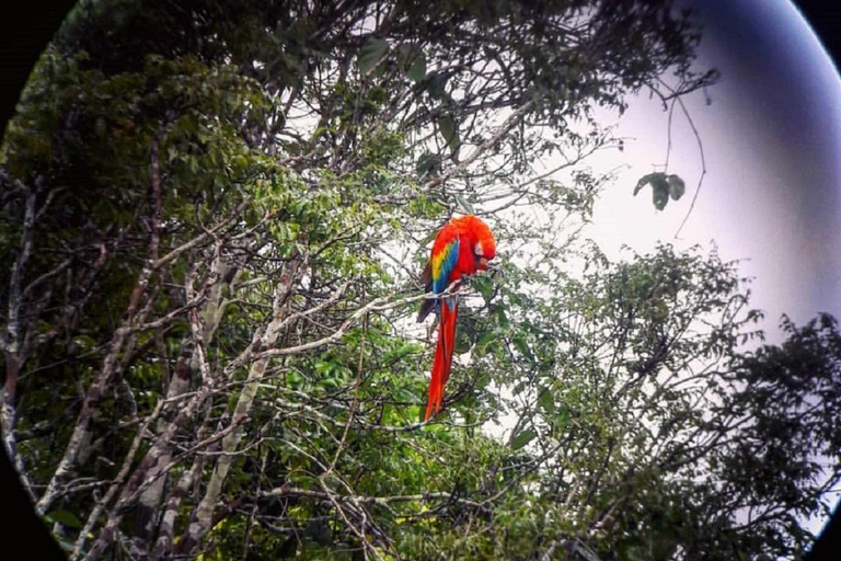 Puerto Maldonado: Excursão à argila das araras chuncho em TambopataPuerto Maldonado: Excursão à Tambopata para ver araras-chuncho e o barro