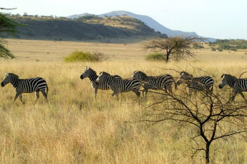 From Addis Ababa: 4-Day Alatish National Park Safari