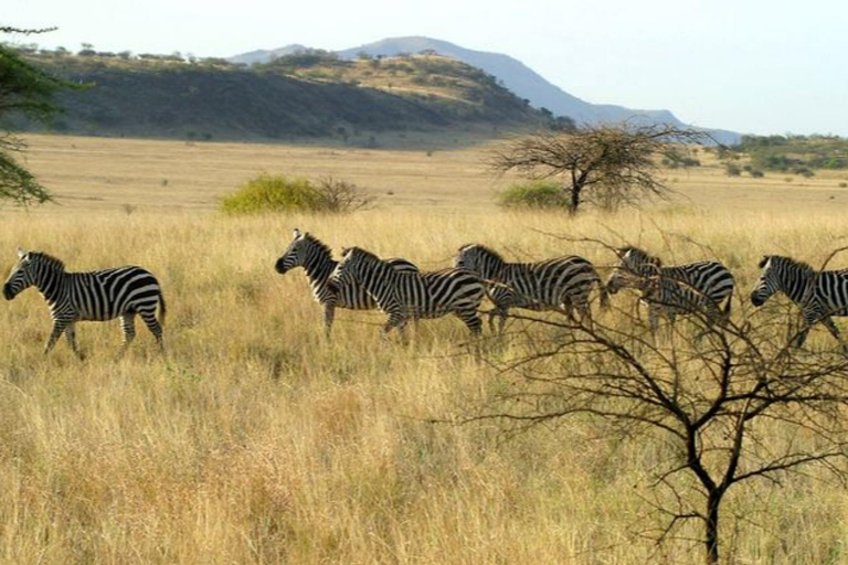From Addis Ababa: 4-Day Alatish National Park Safari