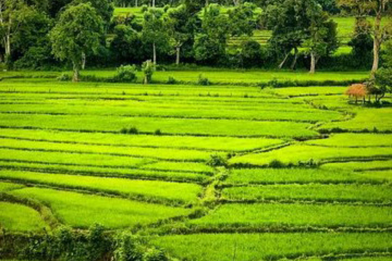 Kandy: Pinnawala, Ambuluwawa, and Village Tour