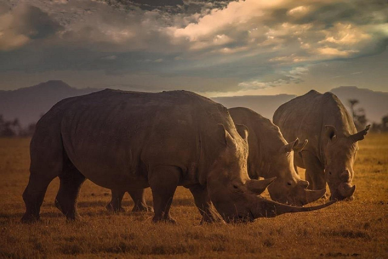 Nairobi: Ol Pejeta Conservancy Day Trip with Game Drive