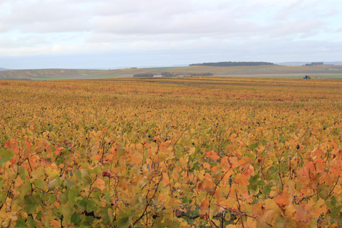 Reims: Vineyard tour and tasting of Grands Crus champagnes Reims: Visit the vineyards and taste Grands Crus Champagne