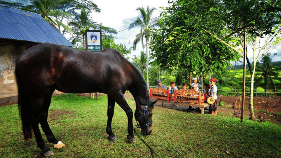 Ubud 1 Hour Countryside Horse Riding with Rice Field View GetYourGuide