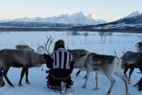 From Tromsø: Sami Culture and Reindeer Feeding