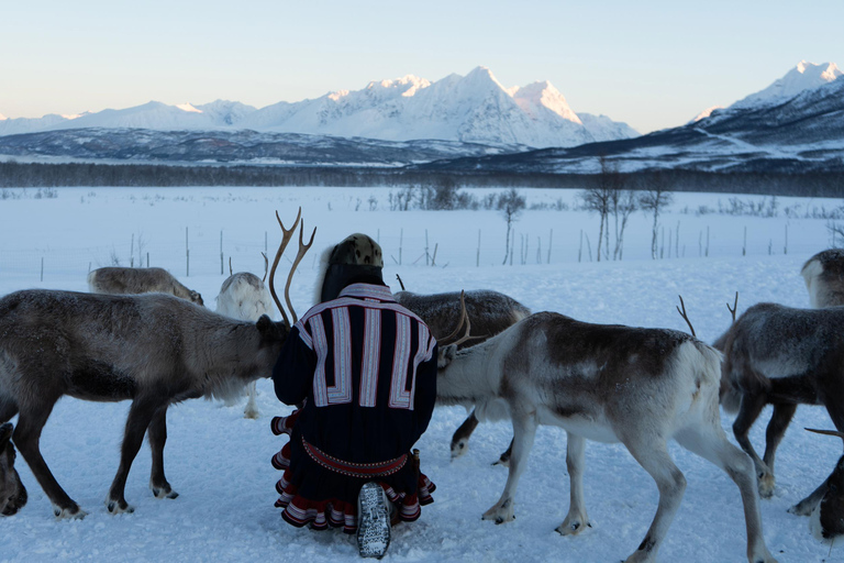 From Tromsø: Sami Culture and Reindeer Feeding