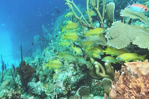 Buceo en la Isla Catalina: 2 botellas - 2 puntos