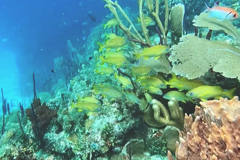 Mergulho na Ilha Catalina: 2 tanques - 2 pontos