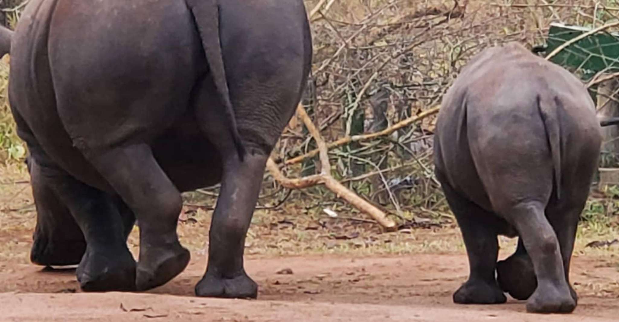 Ziwa Rhino Sanctuary的1天旅行 - Housity