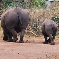 Ziwa Rhino Sanctuary的1天旅行 - Housity