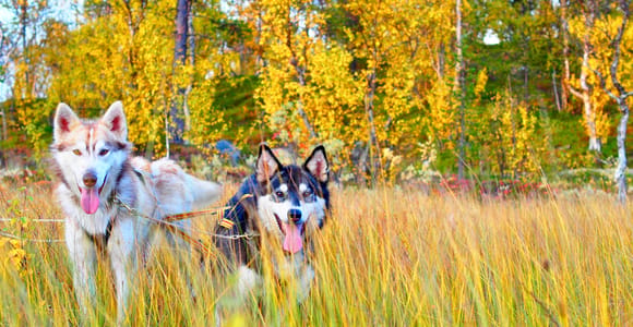 Private Husky Carting: Drive or Ride – 2h Drive from Tromsø