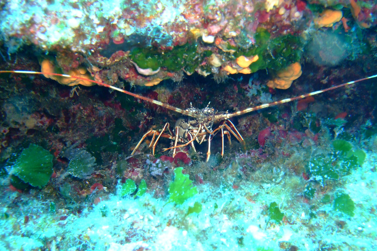 Excursion plongée pour les débutants depuis La Canée