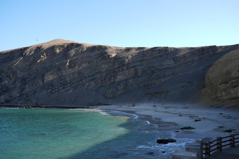 Full-Day Paracas Excursion from Huacachina: Adventure at Sea and in the Desert Full-Day Paracas Excursion from Chincha: Adventure at Sea and in the Desert