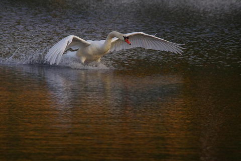 Lychen: Nature Experience Boat Cruise