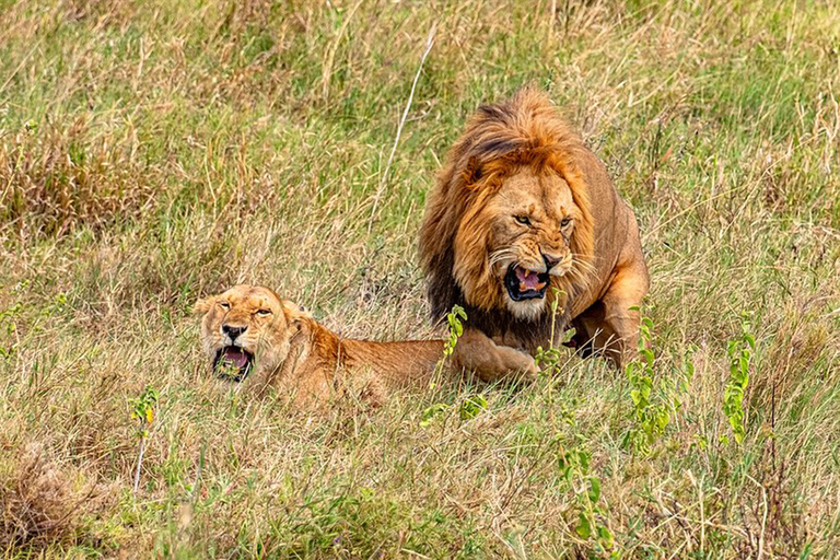 Viagem de 1 dia para a cratera de NgorongoroViagem de 1 dia à Cratera de Ngorongoro