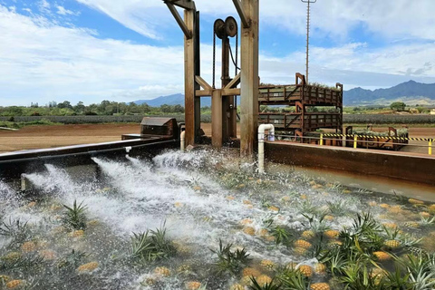 Oahu: North Shore Dole Ananasboerderij Tour