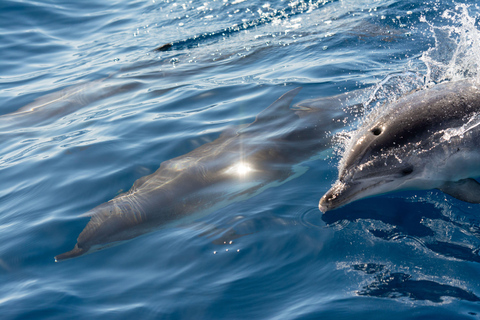 Mirissa: Dolphin Swim Blue Whale Snorkelling | All-Inclusive Mirissa: Scuba Diving & Turtle Snorkelling Experience