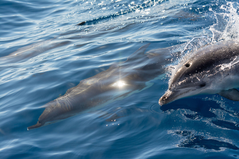 Mirissa: Dolphin Swim Blue Whale Snorkelling | All-Inclusive Mirissa: Scuba Diving & Turtle Snorkelling Experience