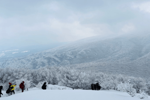 Jeju: Winter SouthWest Tangerine Pick, Snow, Camellia, Tour